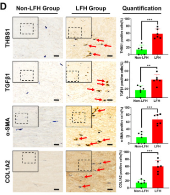 alpha-SMA Antibody - Fig.