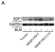 CXCR4 Antibody - Fig.
