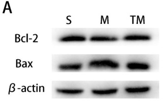 Bcl-2 Antibody - Figure 6.