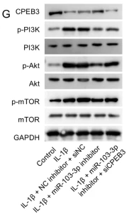 mTOR Antibody - Fig.