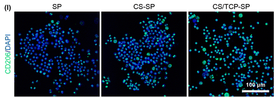 MRC1/CD206 Antibody - Fig.