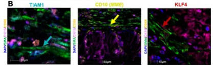 KLF4 Antibody - Figure 5.
