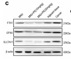 xCT Antibody - Fig.