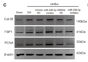 PCNA Antibody - Fig.