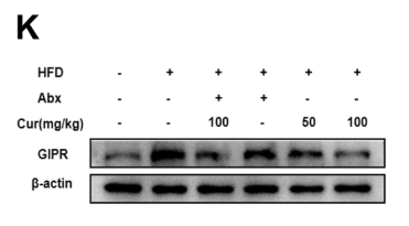 GIPR Antibody - Fig.