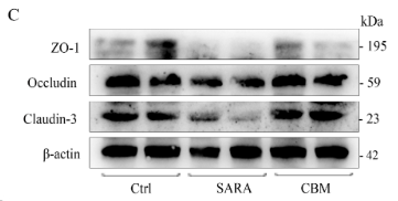 Claudin 3 Antibody - Figure 5.