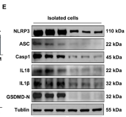 Tubulin beta Antibody - Figure 1 Exercise enhances neurological functional recovery following MCAO.