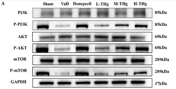 AKT1 Antibody - Figure 9.