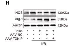 iNOS Antibody - Fig.