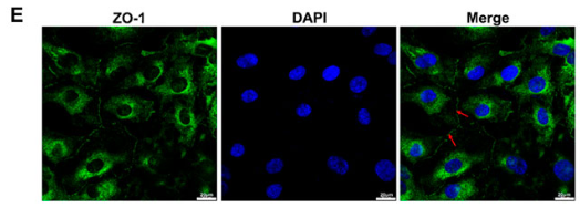 ZO 1 Antibody - FIGURE 6.