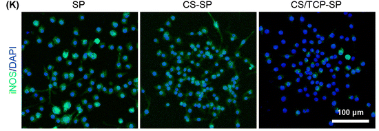 iNOS Antibody - Fig.