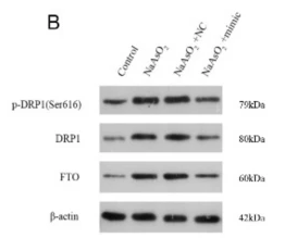beta Actin Antibody - Fig.