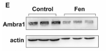 AMBRA1 Antibody - Fig.