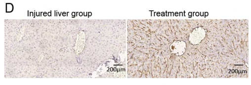 Ki67 Antibody - Fig.