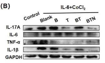 TNF alpha Antibody - Fig.