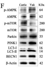 Phospho-AMPK alpha (Thr172) Antibody - Figure 1.
