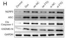 TMS1/ASC Antibody - Figure 2.