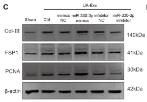 S100A4 Antibody - Fig.