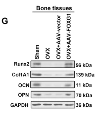 RUNX2 Antibody - Fig.