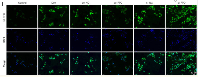 NLRP3 Antibody - Figure 2.