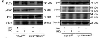 Phospho-p38 MAPK (Thr180/Tyr182) Antibody - Figure 4.