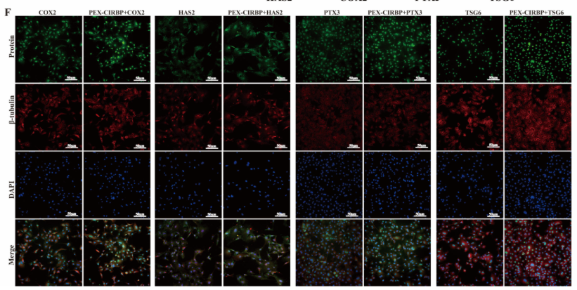 PTX3 Antibody - Figure 3.
