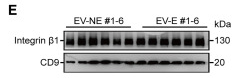 CD9 Antibody - Figure 2 Exercise-responsive, EV-associated miR-29a-3p in patients with cancer and mouse models (A–C) The morphology of human EVs was observed by TEM, SEM, and IEM.