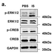Phospho-ERK1/2 (Thr202/Tyr204) Antibody - Fig.