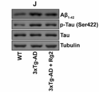 Tau Antibody - Fig.