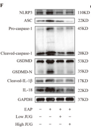 Cleaved-Caspase 1 (Asp296), p20 Antibody - Fig.