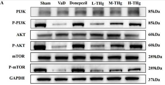 Phospho-PI3K p85 alpha (Tyr607) Antibody - Figure 9.