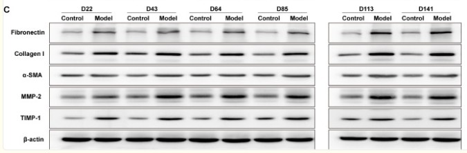 MMP2 Antibody - Figure 4 .