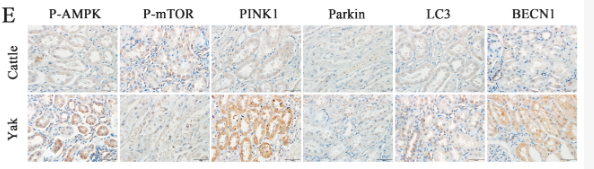 PINK1 Antibody - Figure 1.