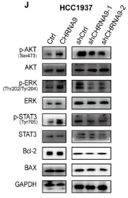 Phospho-STAT3 (Tyr705) Antibody - Figure 5.