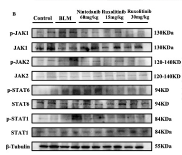 JAK2 Antibody - Fig.