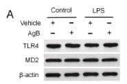 TLR4 Antibody - Fig.