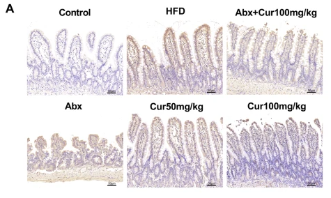 HIF1A Antibody - Fig.
