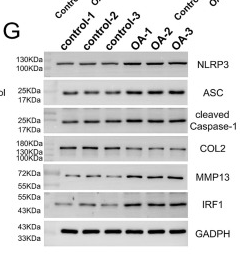 Cleaved-Caspase 1 (Asp296), p20 Antibody - Fig.