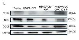 Cox2 Antibody - Fig.