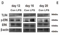 Phospho-ERK1/2 (Thr202/Tyr204) Antibody - Figure 3.