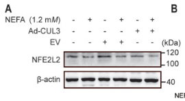 Nrf2 Antibody - Figure 6.