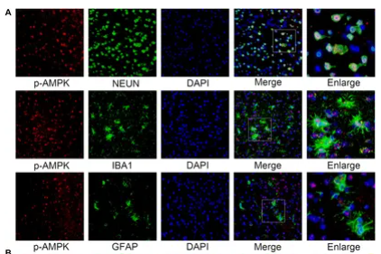 Phospho-AMPK alpha (Thr172) Antibody - FIGURE 3.