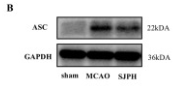 TMS1/ASC Antibody - Fig.
