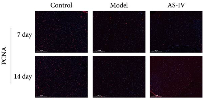 PCNA Antibody - Figure 6 (a) Immunofluorescence was employed to detect protein expression in rat brain tissue, followed by statistical analysis: (a) brain sections treated with DAPI (blue), PCNA (red), TH (green), Tuj-1 (orange), 7 and 14 days after AS-IV intervention, observed under a 10x microscope (scale bar = 100 μm); (b) staining of the brain sections with DAPI (blue), GFAP (green), caspase-3 (red) (scale bar = 100 μm), arrows represent caspase-3 protein fluorescence; (c) statistical comparison of fluorescence intensities of PCNA by the independent samples t test for PCNA; (d) fluorescence intensity of TH by independent samples t test; (e) fluorescence intensity of PCNA by independent samples t test; (f) fluorescence intensity of caspase-3 by independent samples t test; the data are expressed as mean ± SEM; n ≥ 3, ( ∗P < 0.