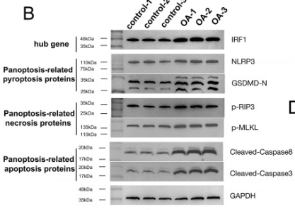 Cleaved-Caspase 8 (Asp384) Antibody - Fig.