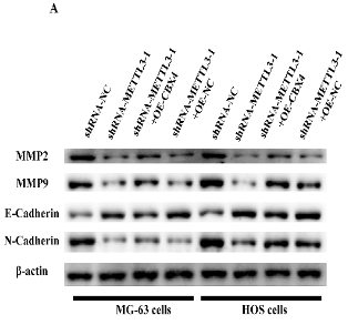 MMP2 Antibody - Fig.