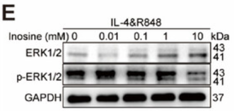 Phospho-ERK1/2 (Thr202/Tyr204) Antibody - Figure 6 Inosine restricted B cell differentiation in vitro.