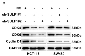 CDK4 Antibody - Fig.