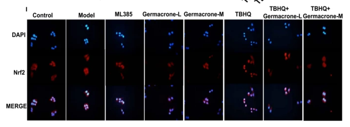 Nrf2 Antibody - Fig.