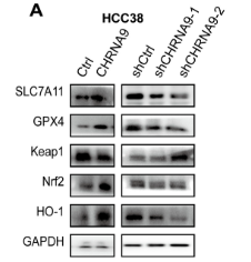 xCT Antibody - Figure 5.